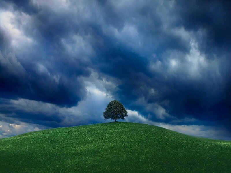 Solitary tree on a green hill