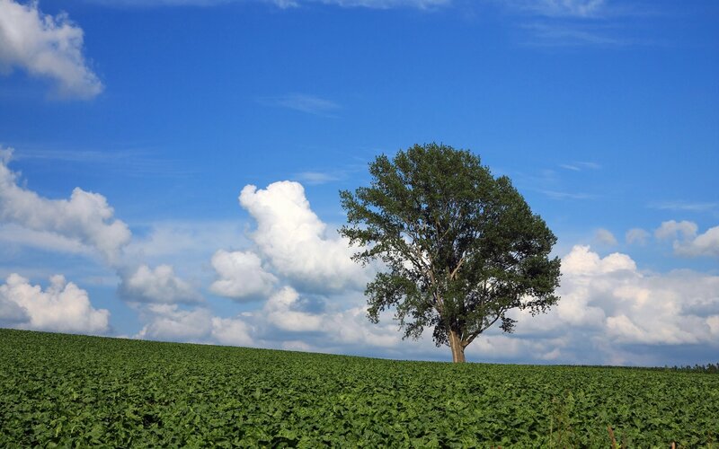 solitary tree on a green hill