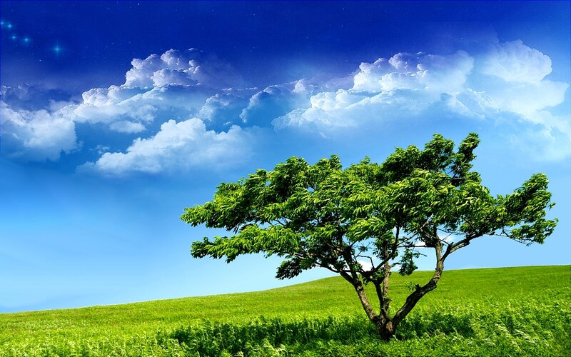 Solitary tree on a green hill