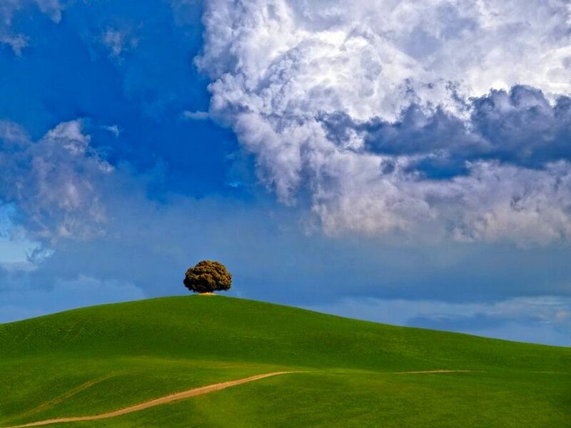 Solitary tree on a green hill