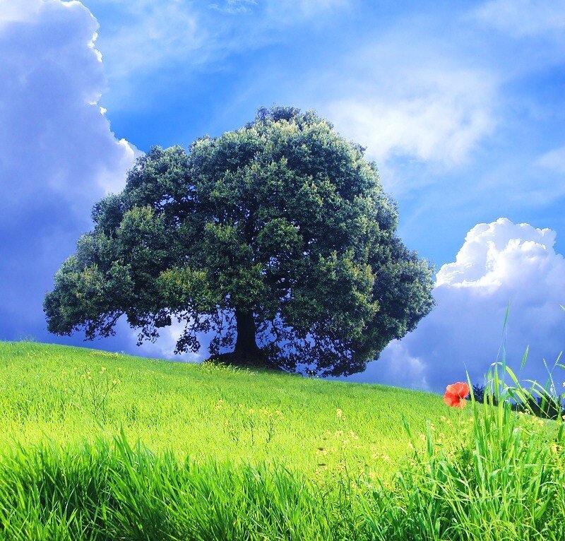 Solitary tree on a green hill