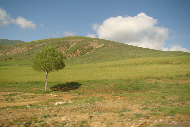 solitary tree on a green hill
