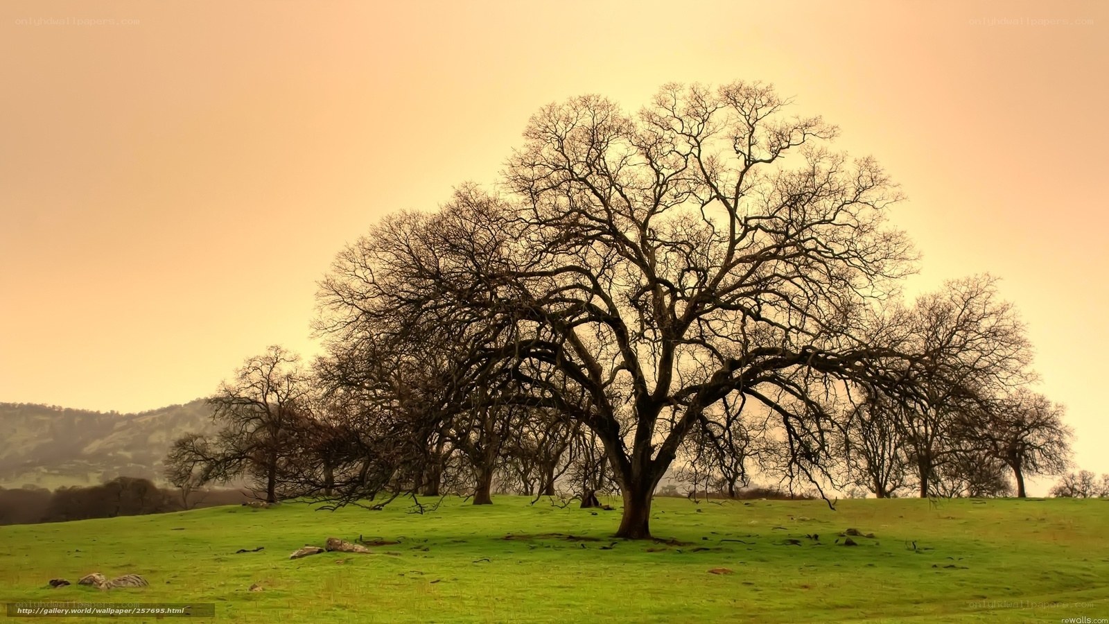 Solitary tree on a green hill