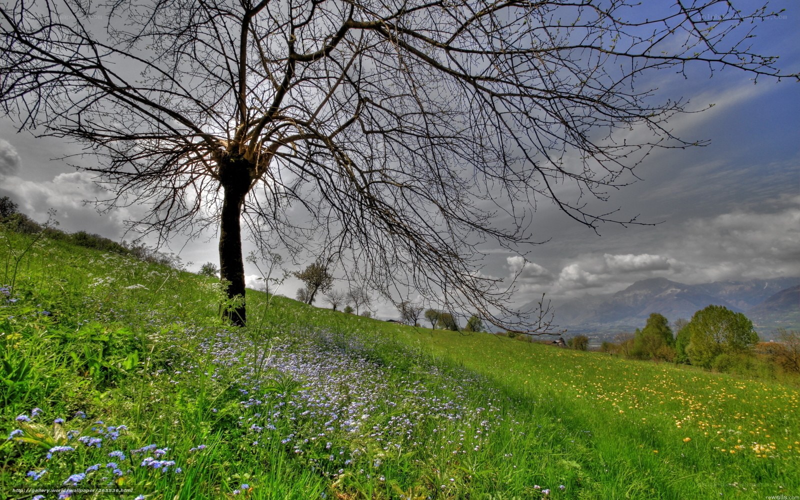 Solitary tree on a green hill