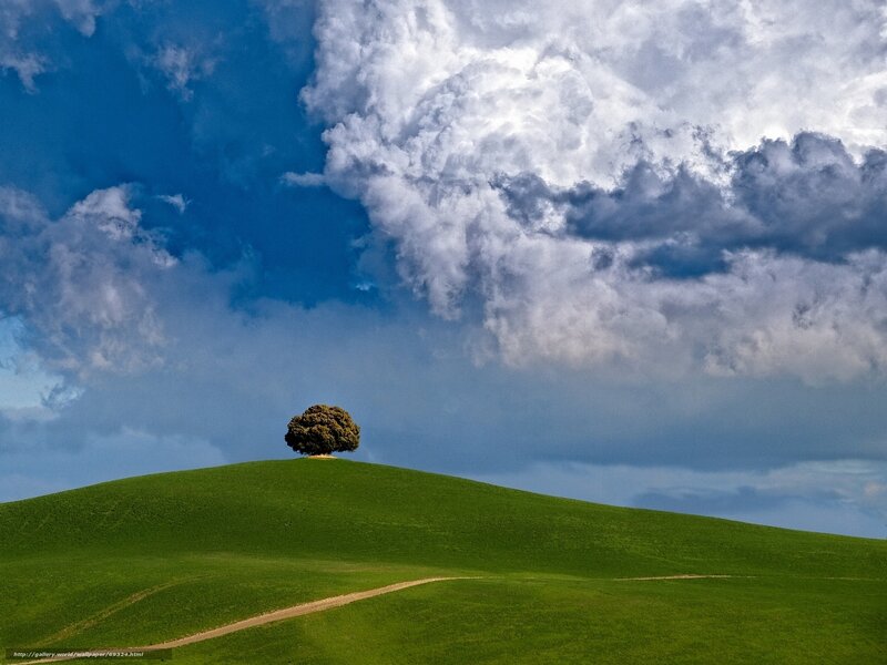 Solitary tree on a green hill