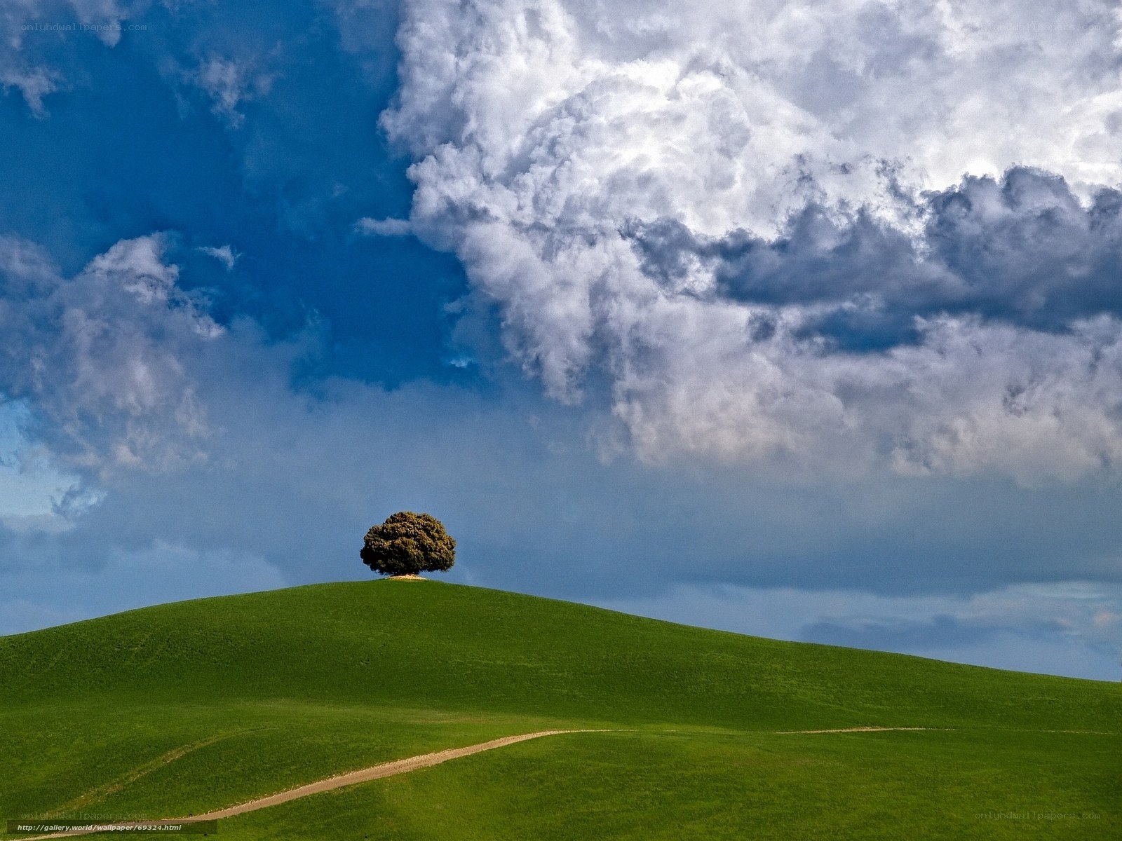 Solitary tree on a green hill