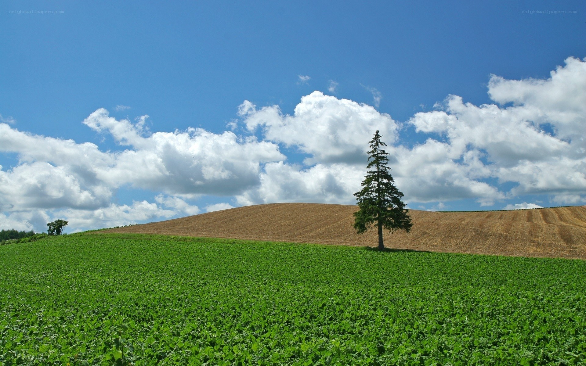 Solitary tree on a hill