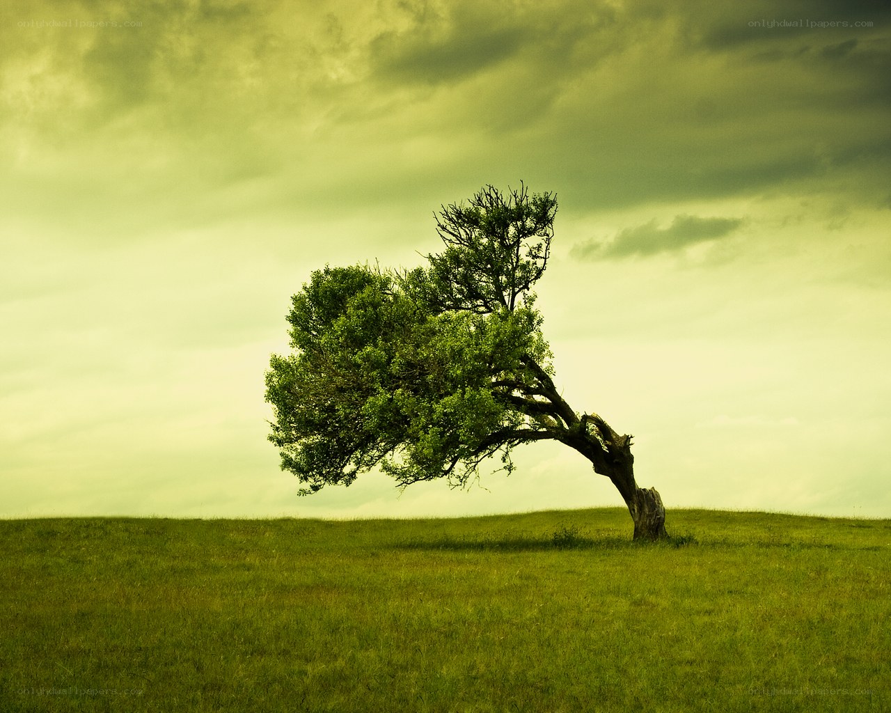 solitary tree on a hill