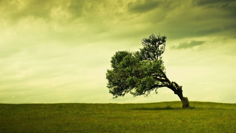 solitary tree on a hill