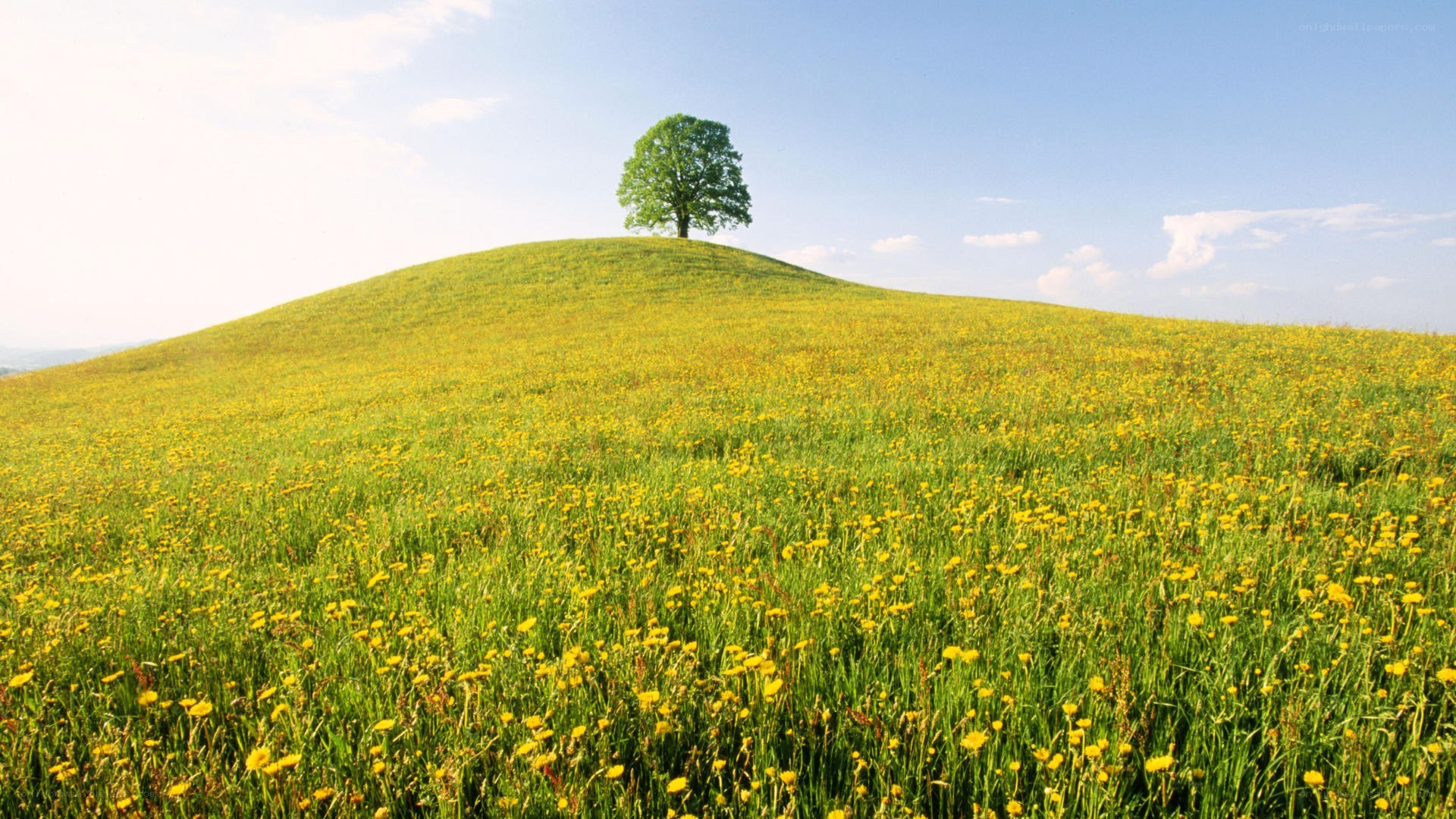 Solitary tree on a hill
