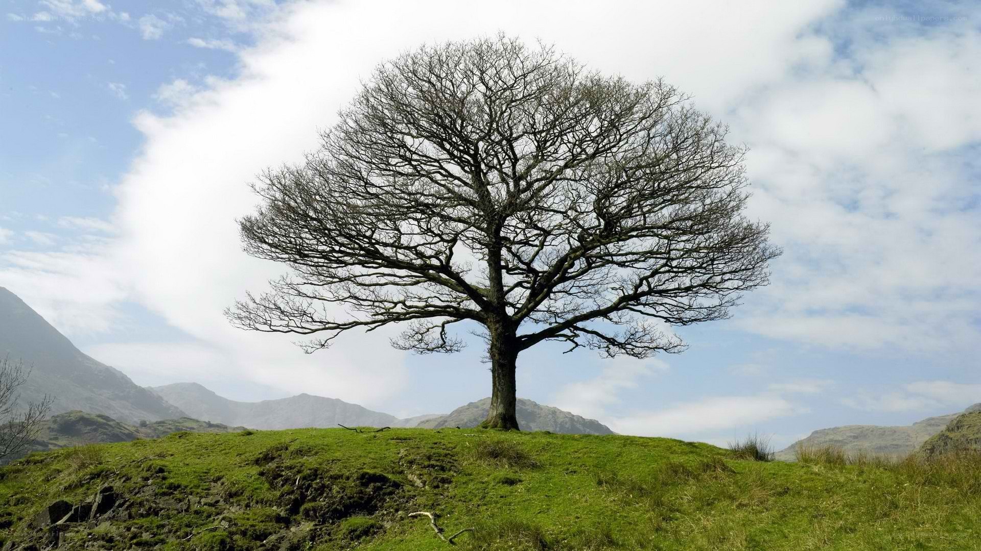 solitary tree on a hill