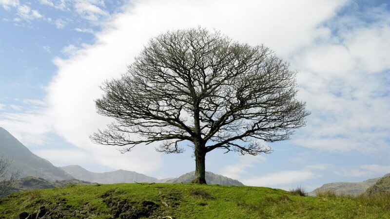 solitary tree on a hill