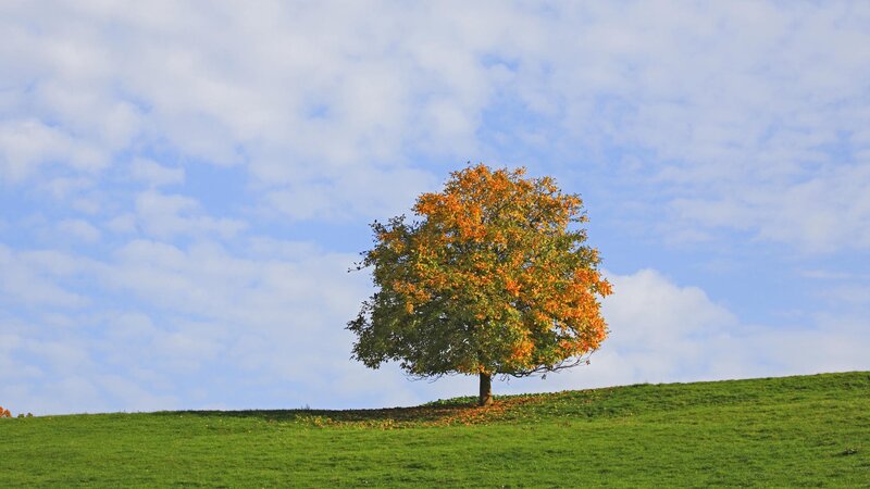 solitary tree on a hill