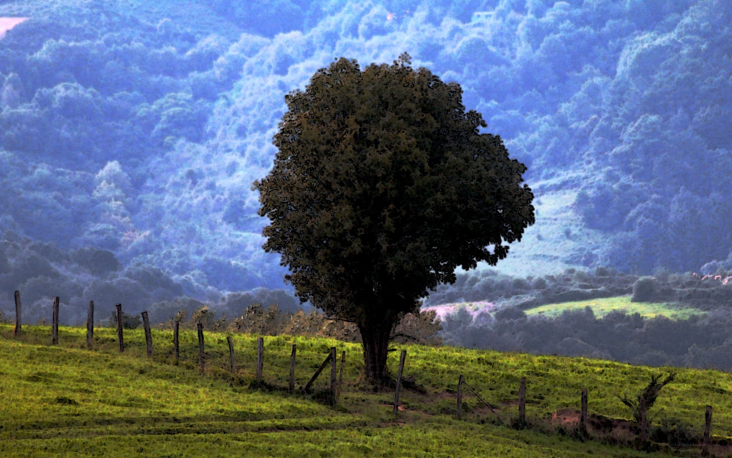solitary tree on a hill