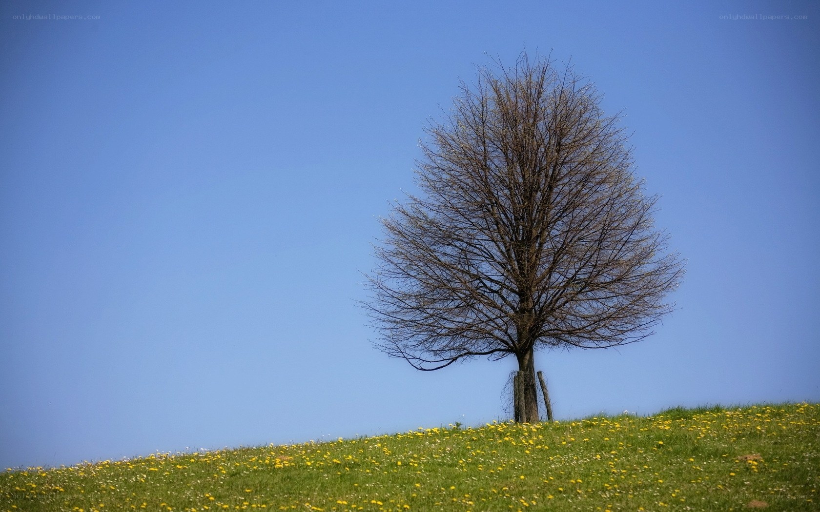 solitary tree on a hill