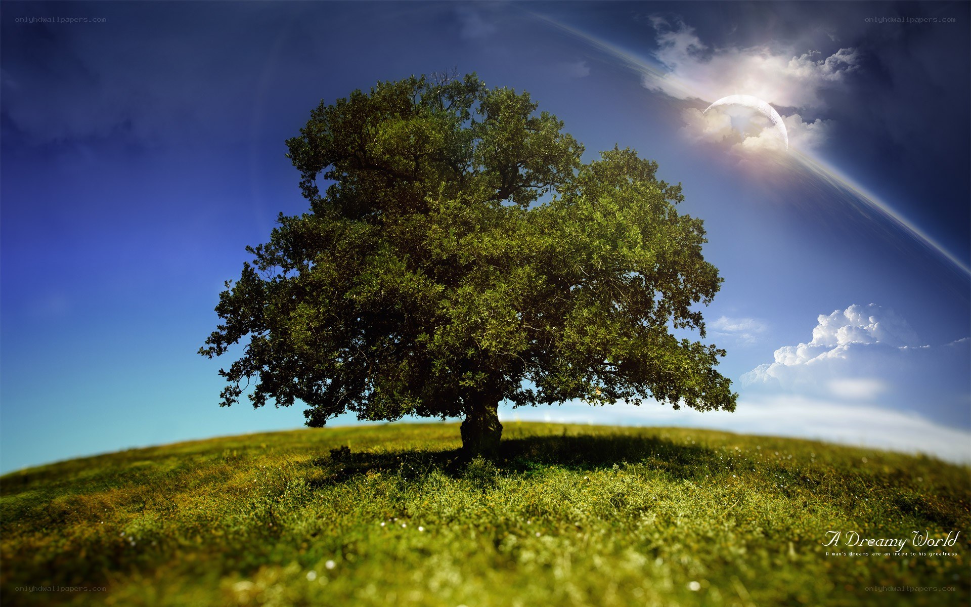 solitary tree on a hill