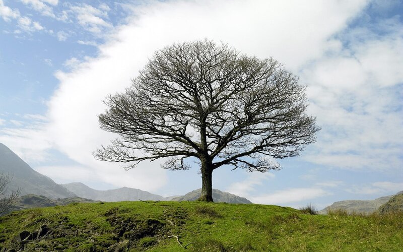 solitary tree on a hill