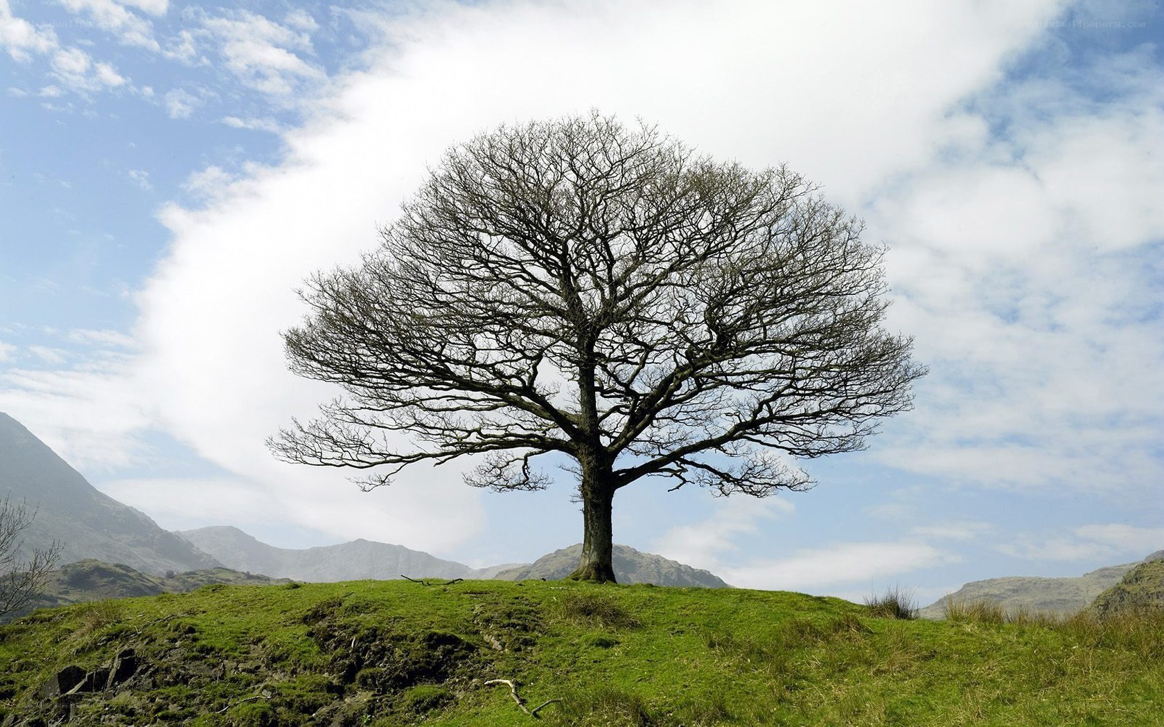 solitary tree on a hill