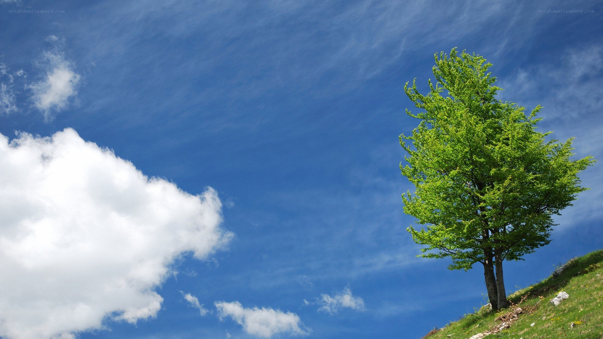 solitary tree on a hill