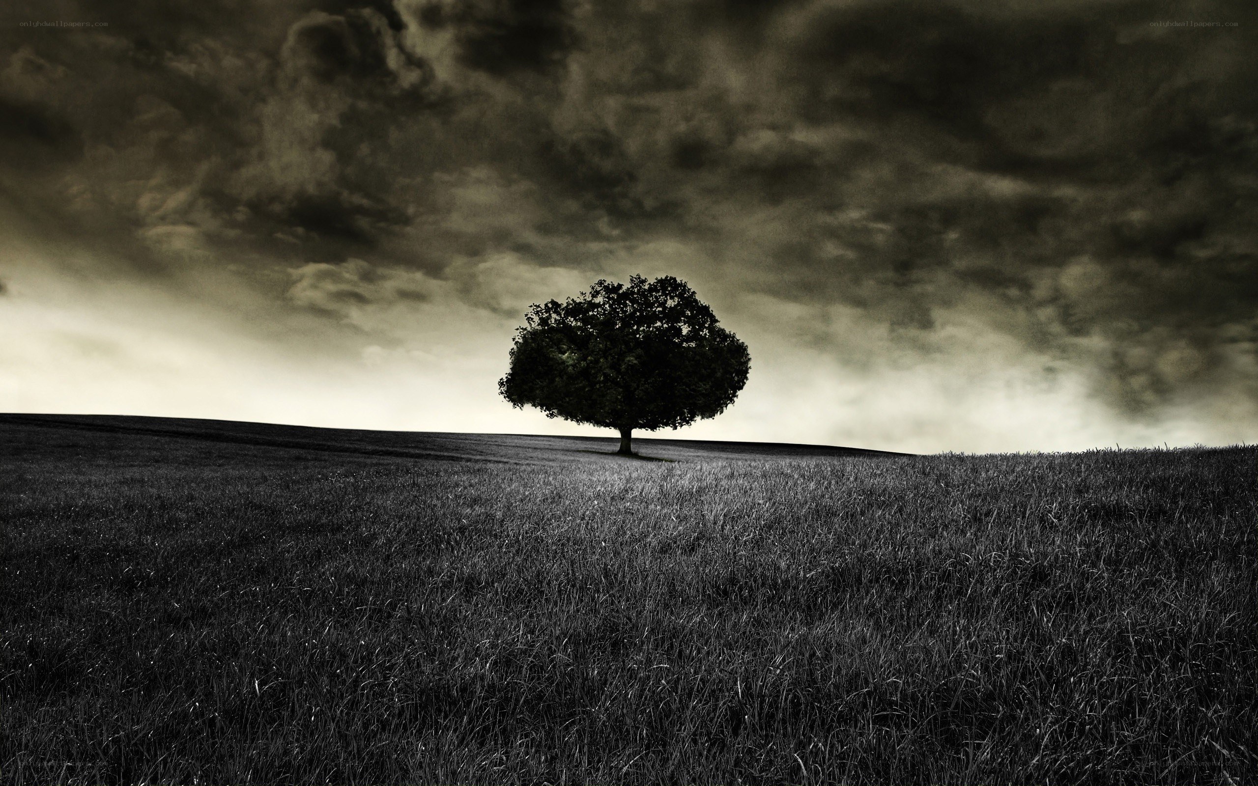 solitary tree on a hill