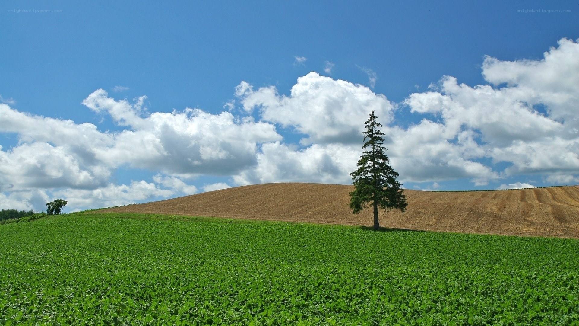 Solitary tree on a hill