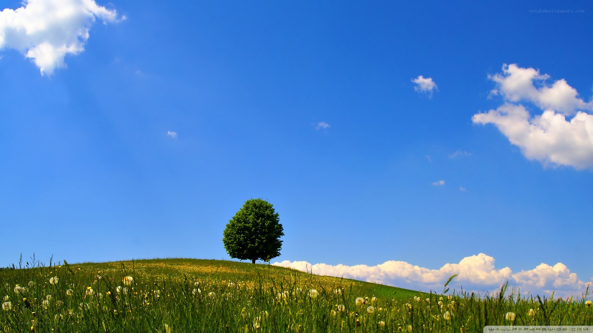 solitary tree on a hill