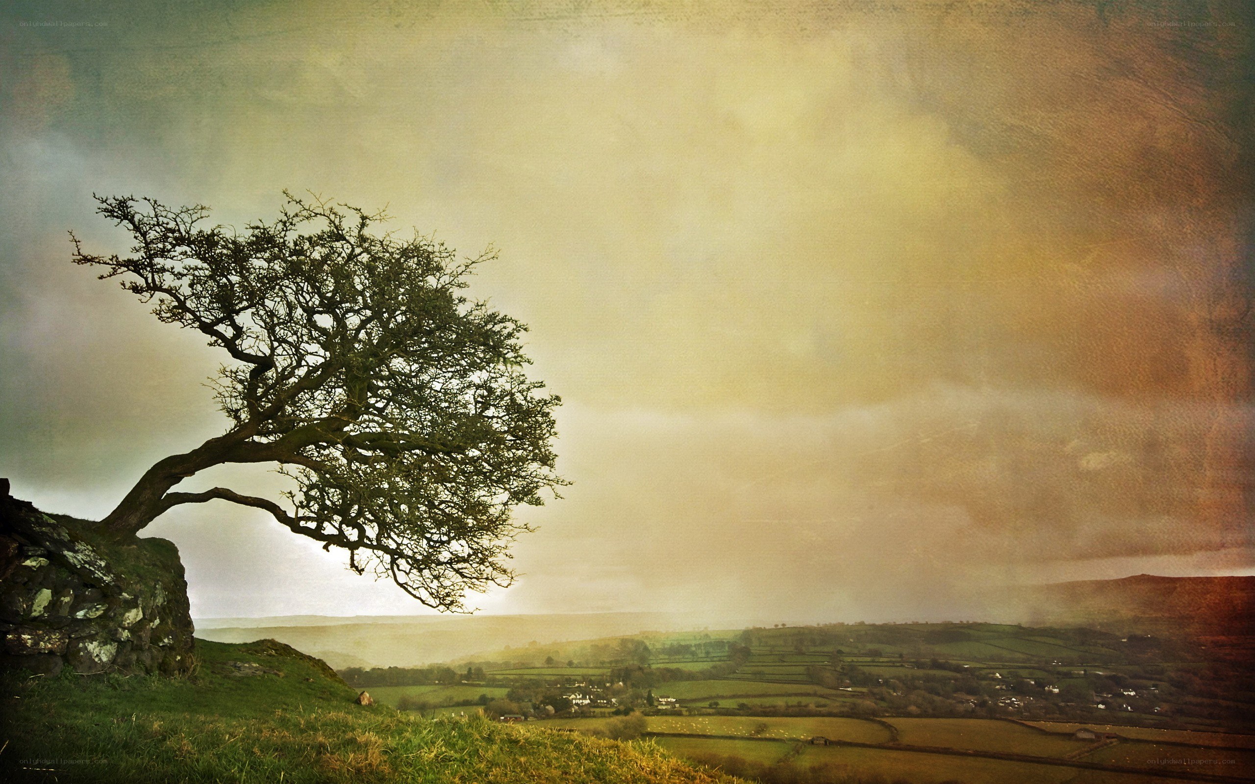 Solitary tree on a hill