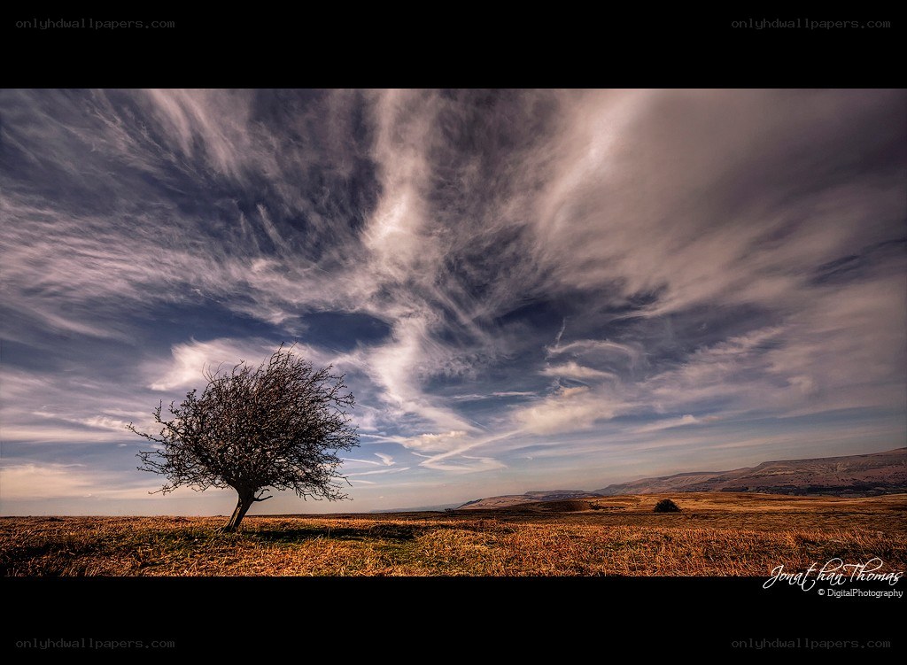 Solitary tree on a hill