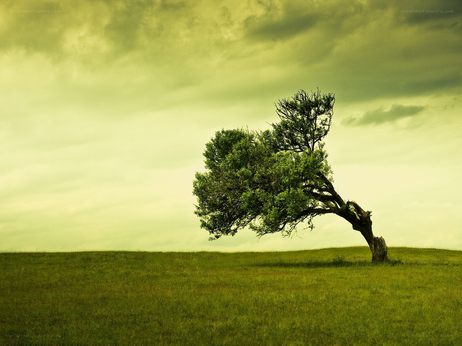 solitary tree on a hill