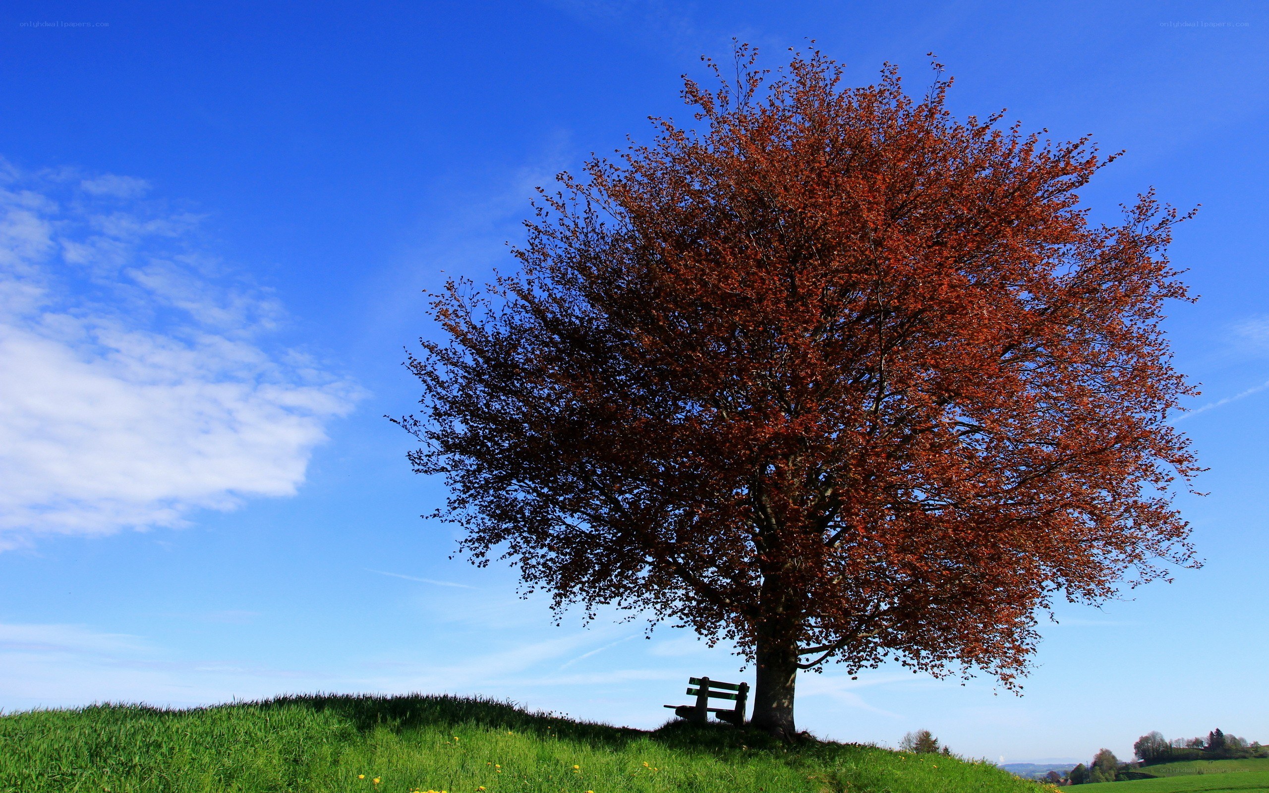solitary tree on a hill