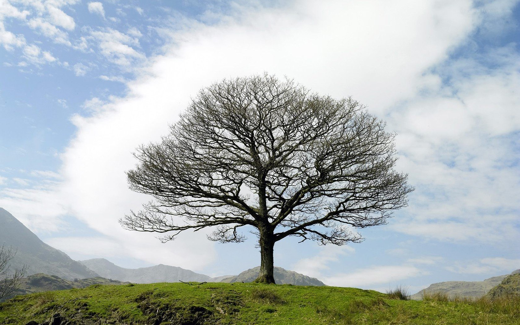Solitary tree on a hill