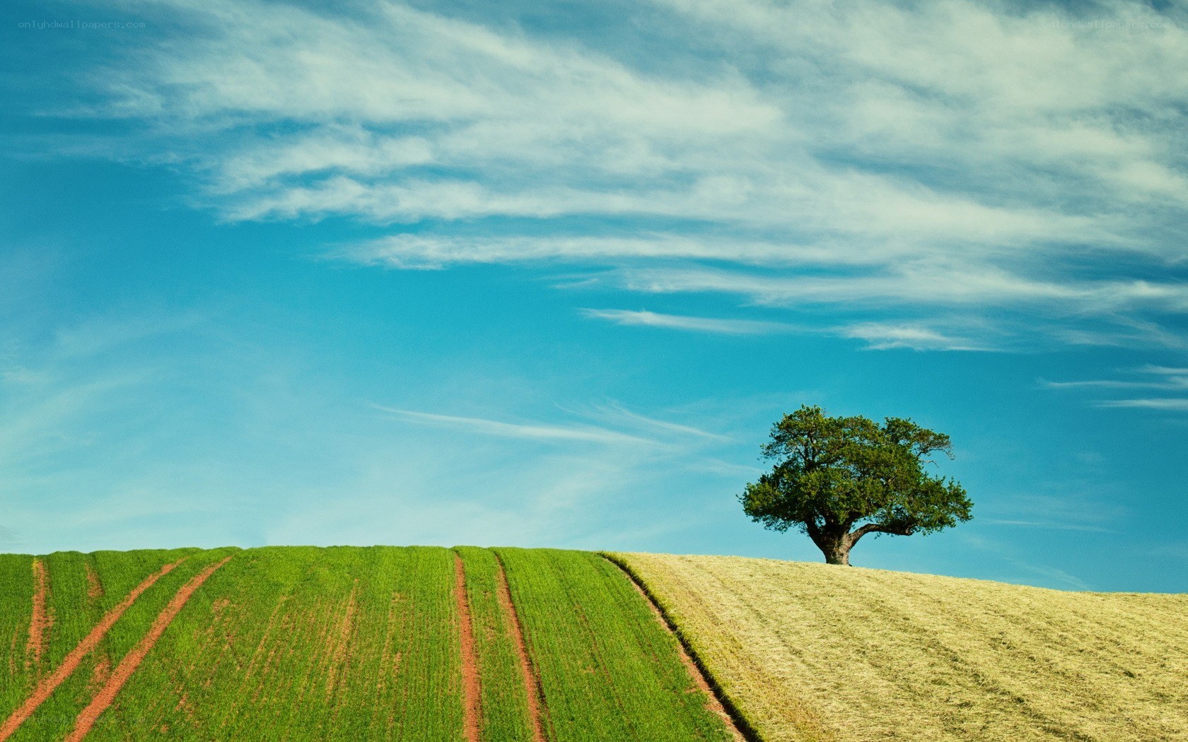 solitary tree on a hill