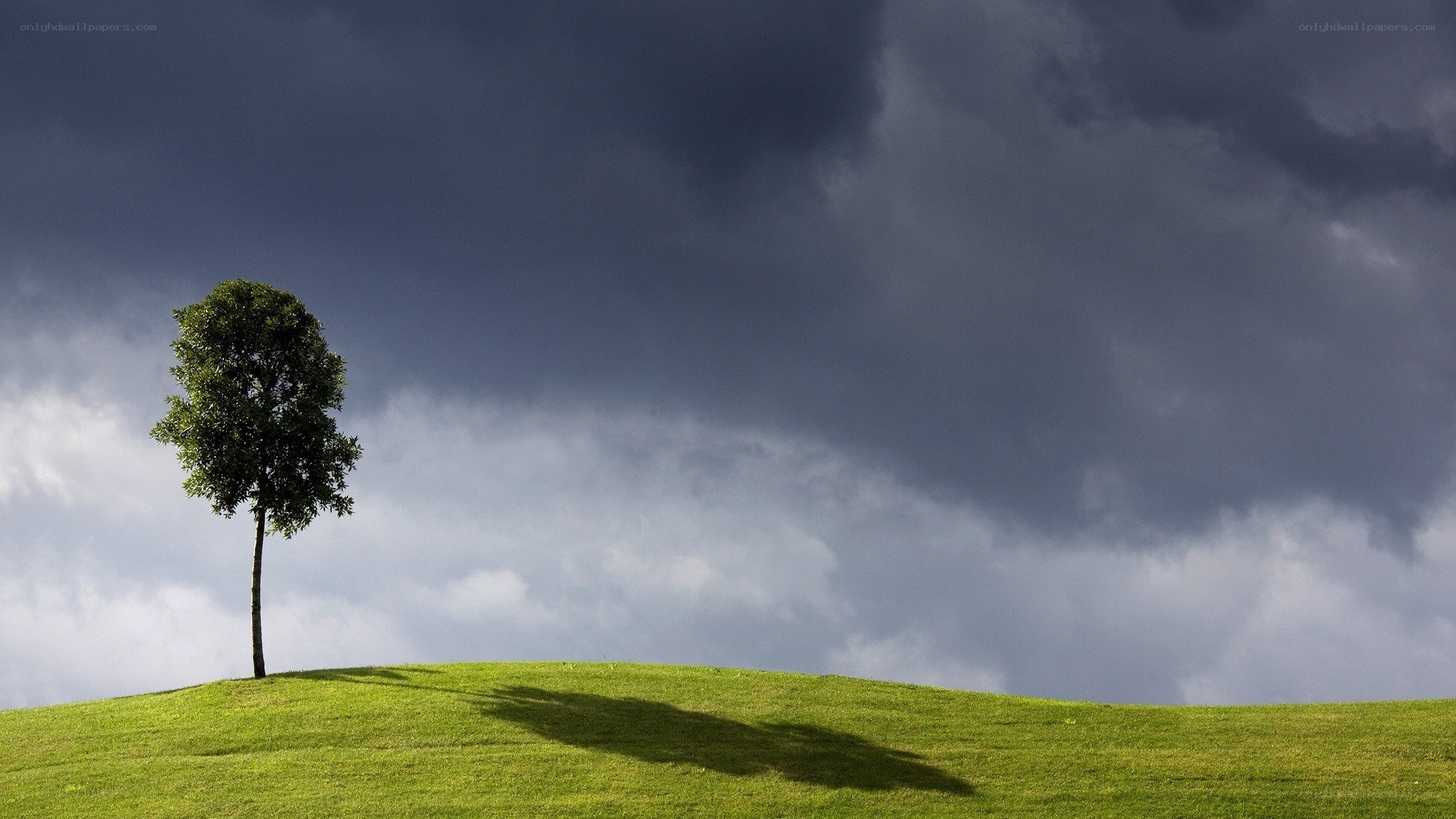 Solitary tree on a hill