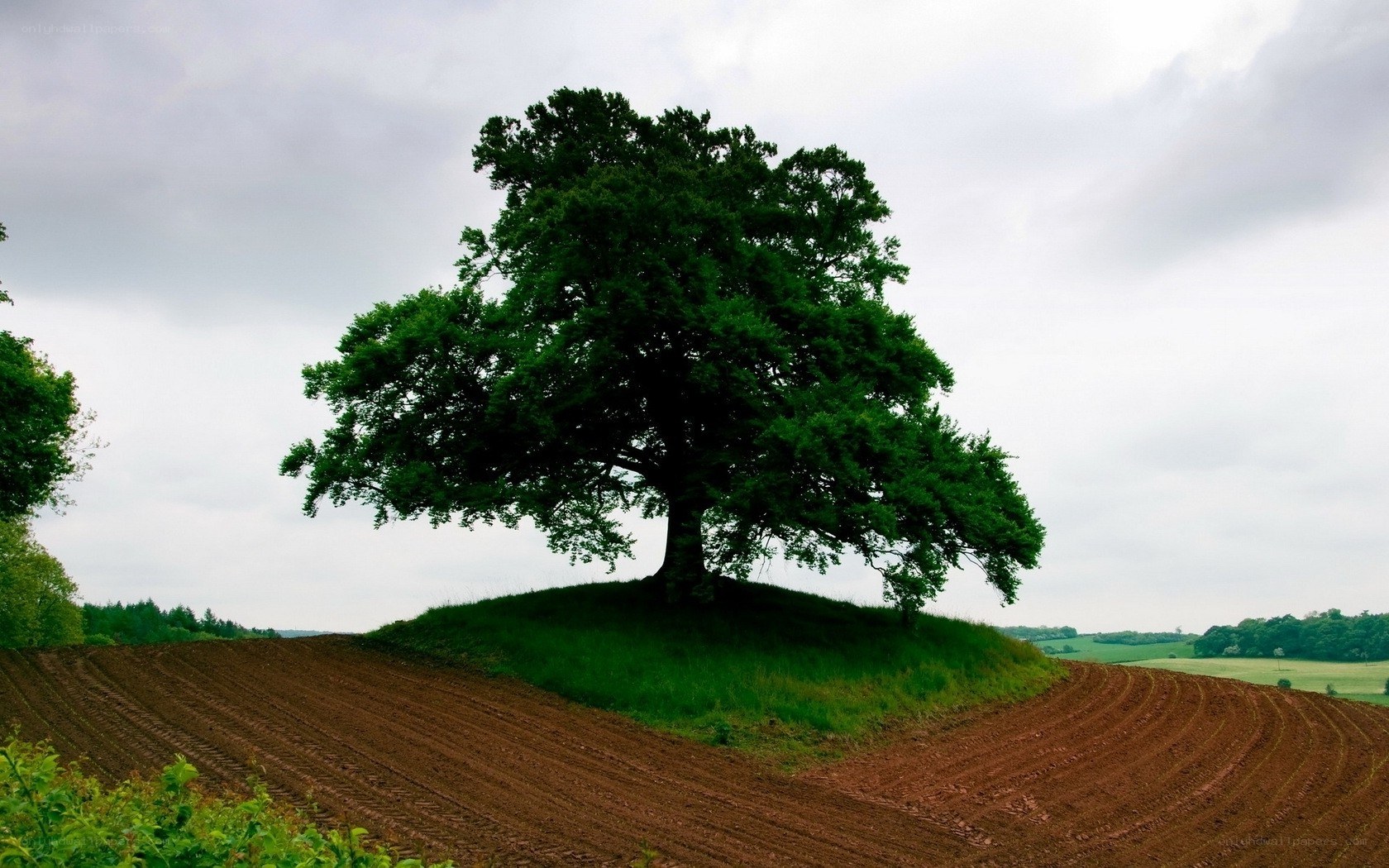 solitary tree on a hill