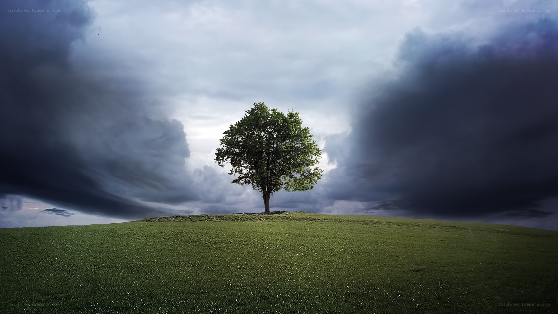 solitary tree on a hill