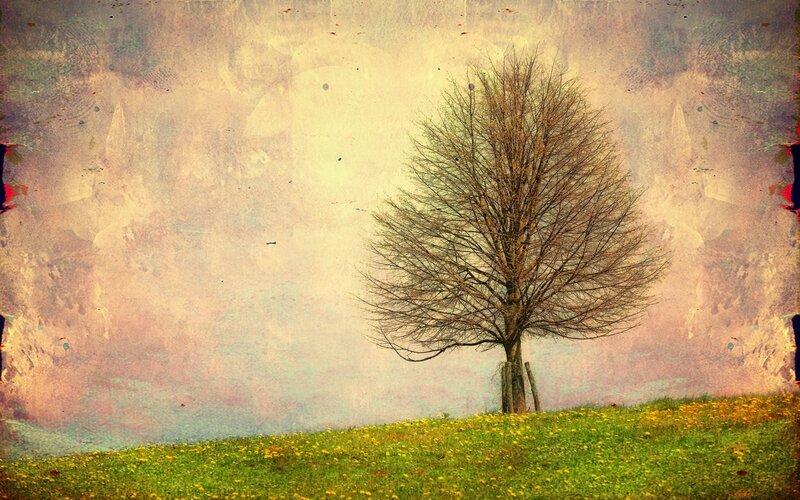 solitary tree on a hill