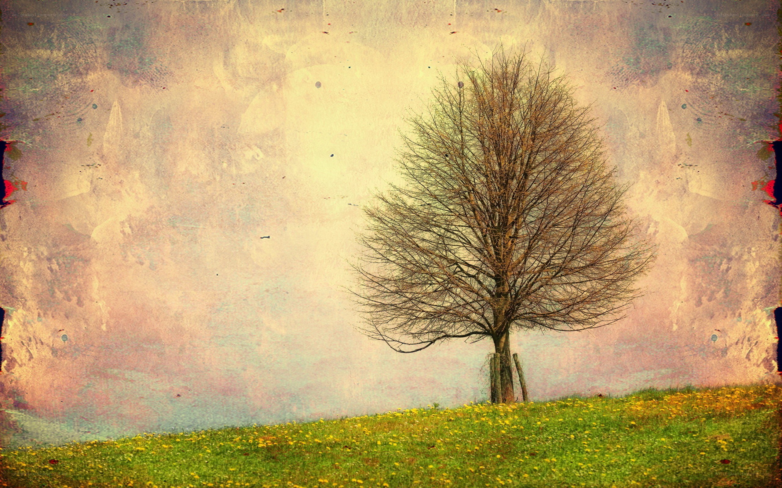 solitary tree on a hill
