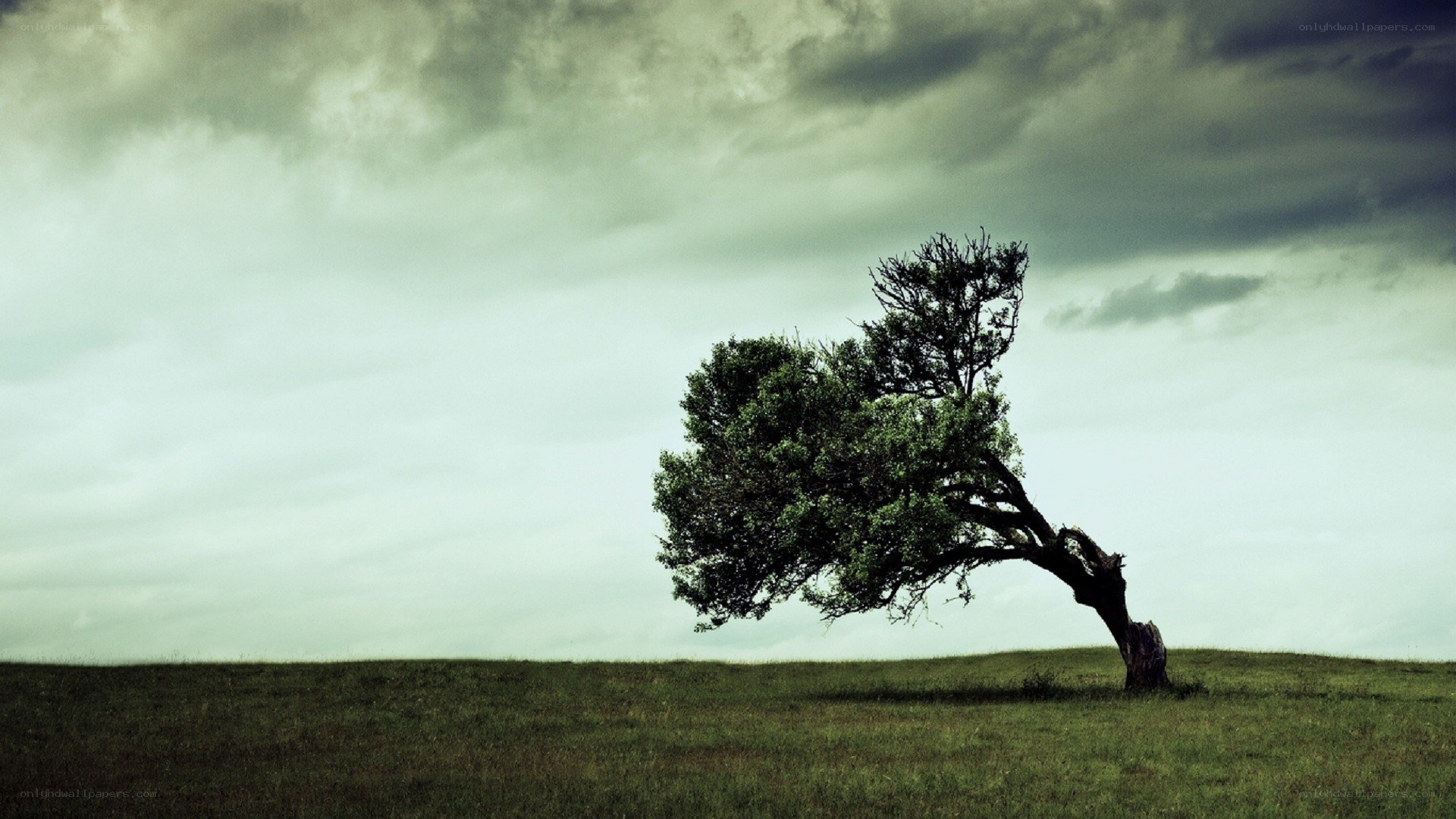 solitary tree on a hill