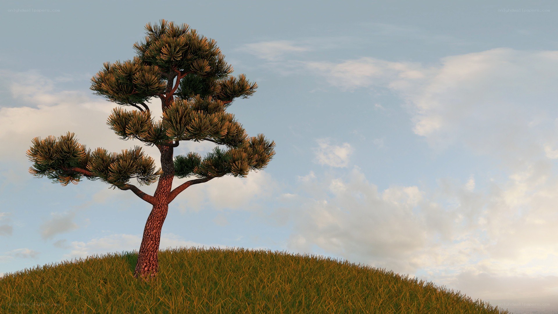 solitary tree on a hill