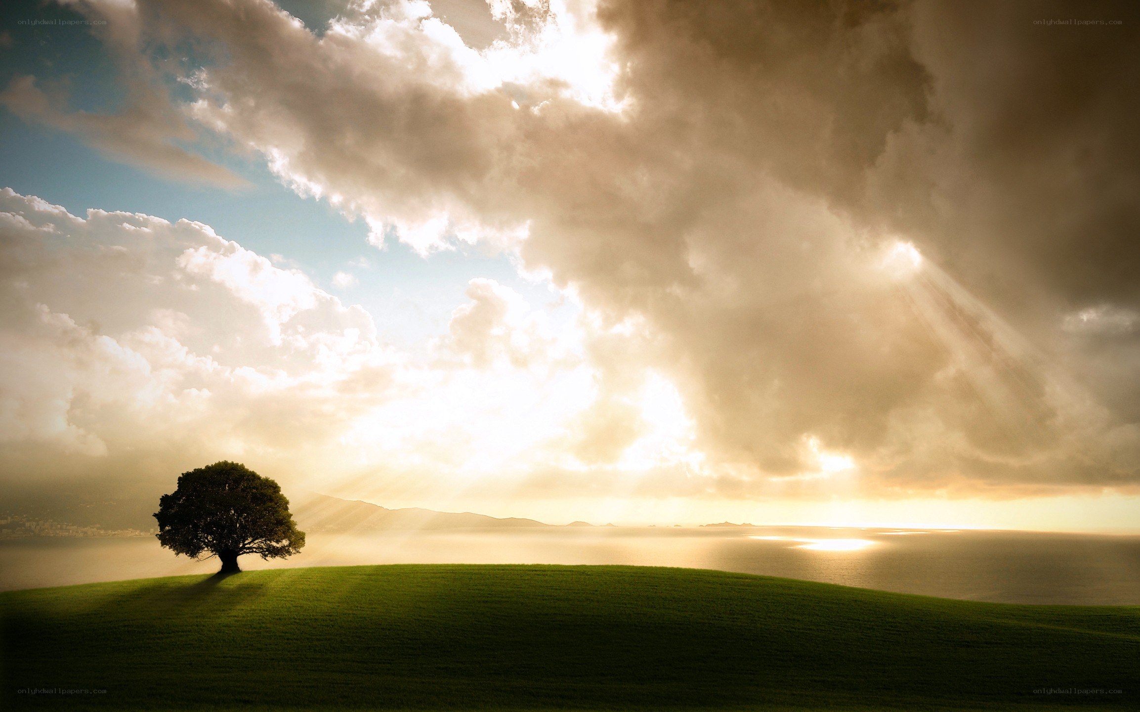 Solitary tree on a hill