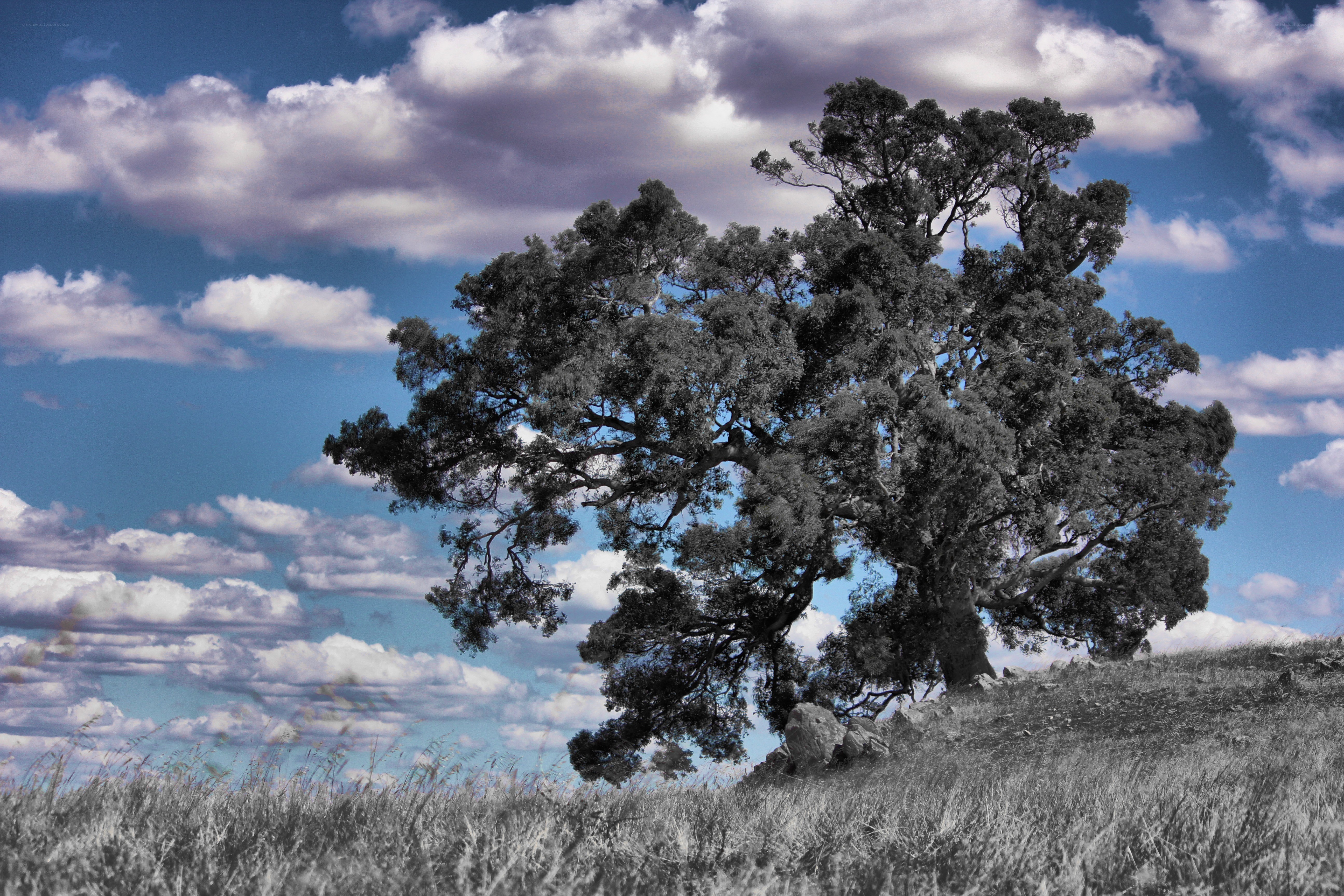 solitary tree on a hill
