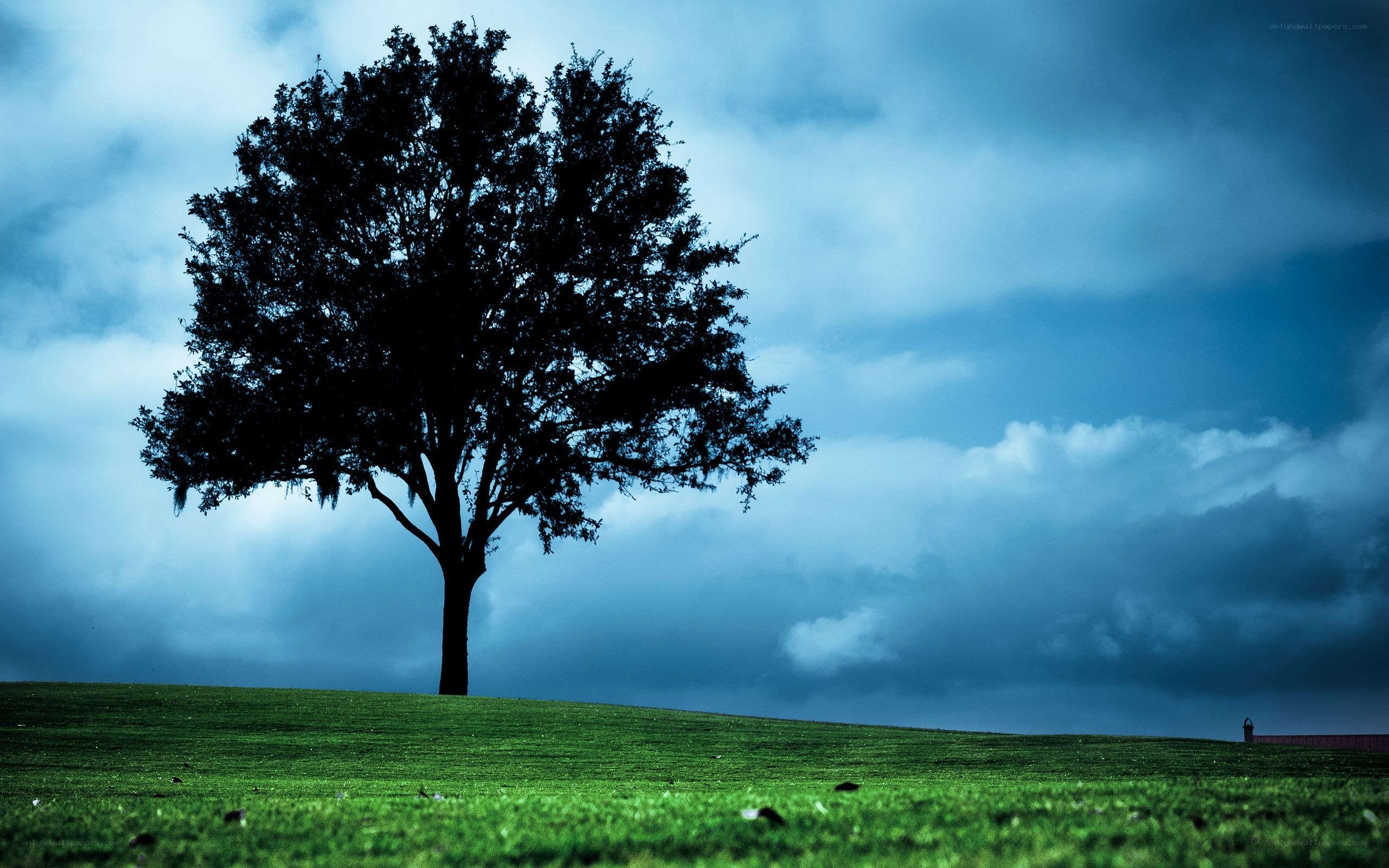solitary tree on a hill