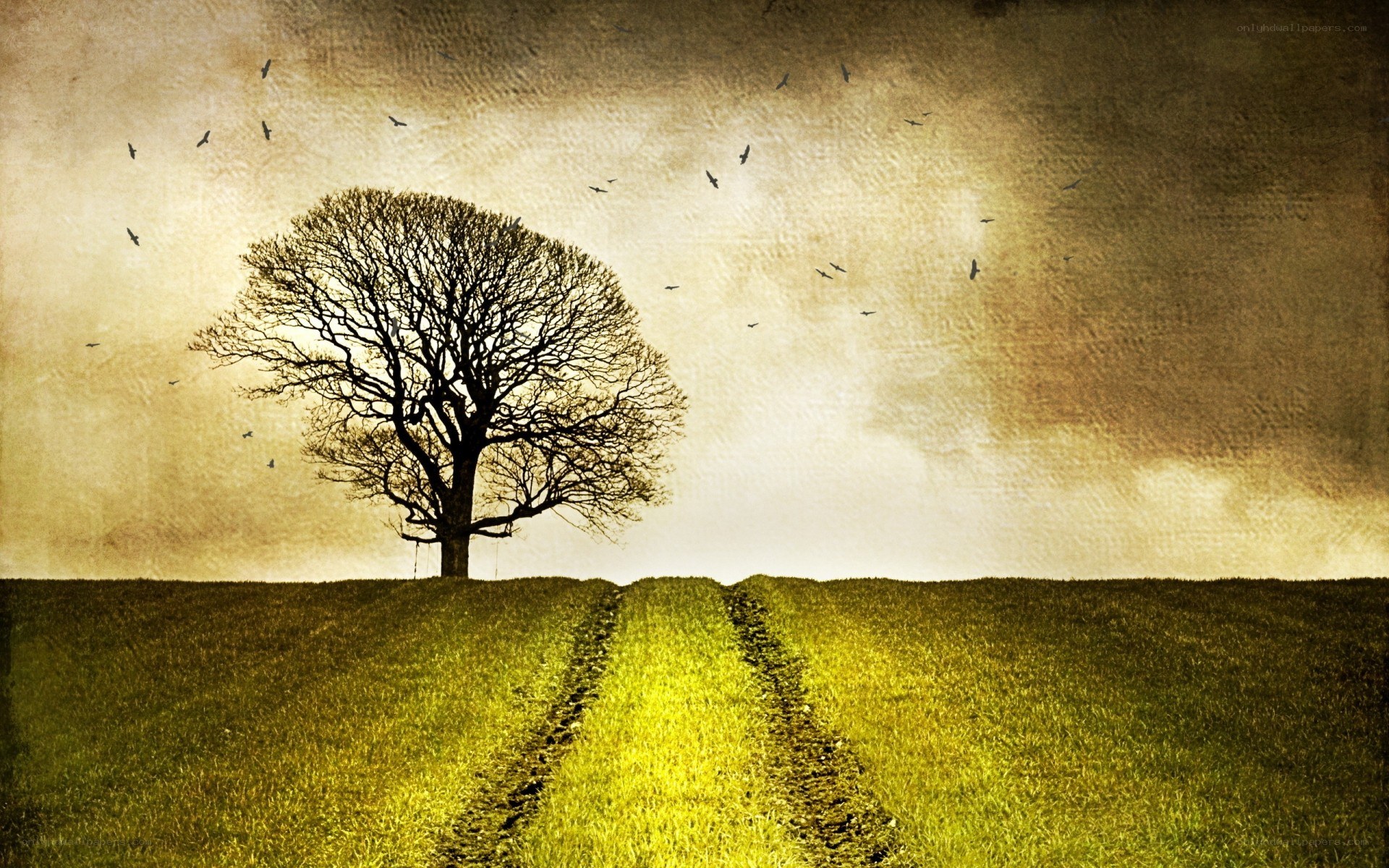 Solitary tree on a hill