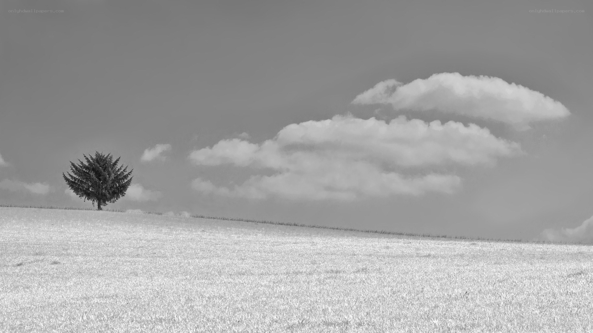 solitary tree on a hill