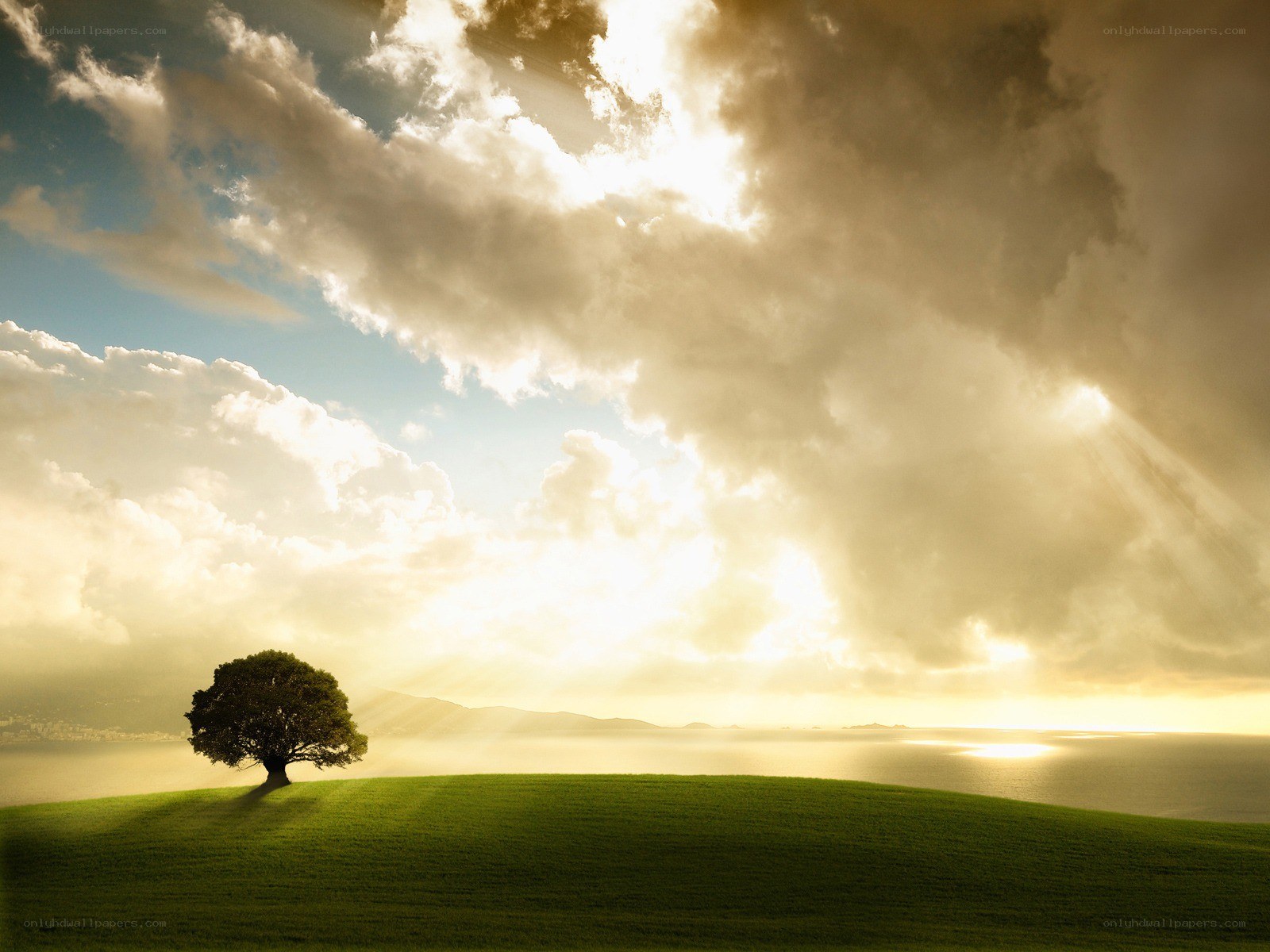Solitary tree on a hill