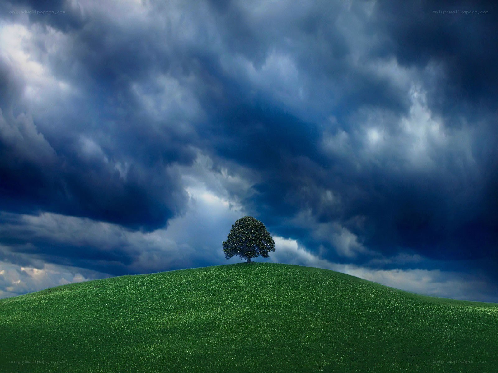 Solitary tree on a hill