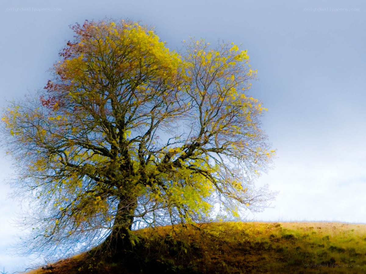 Solitary tree on a hill