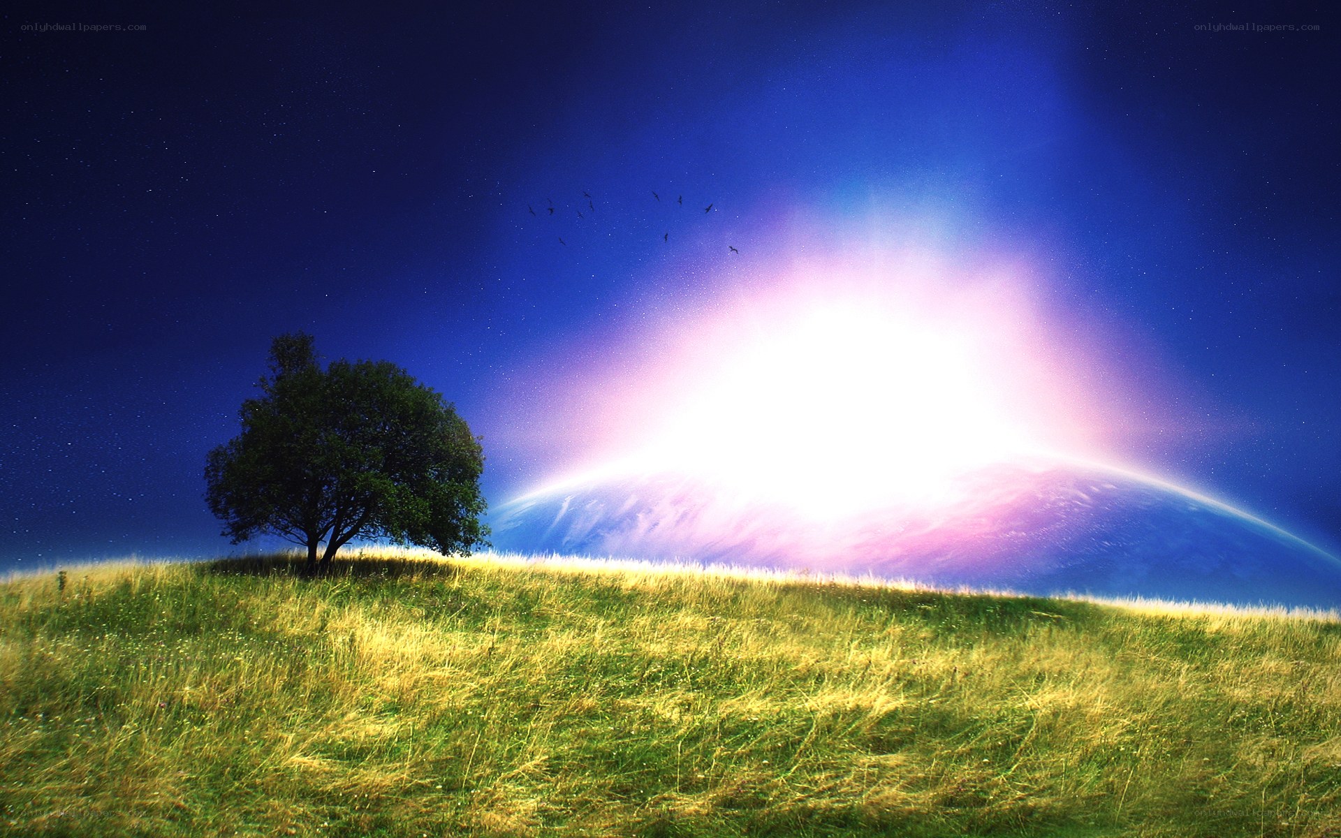 Solitary tree on a hill