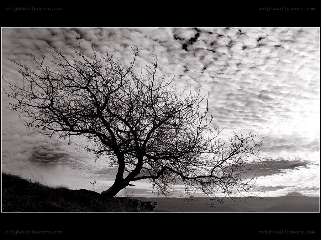 solitary tree on a hill