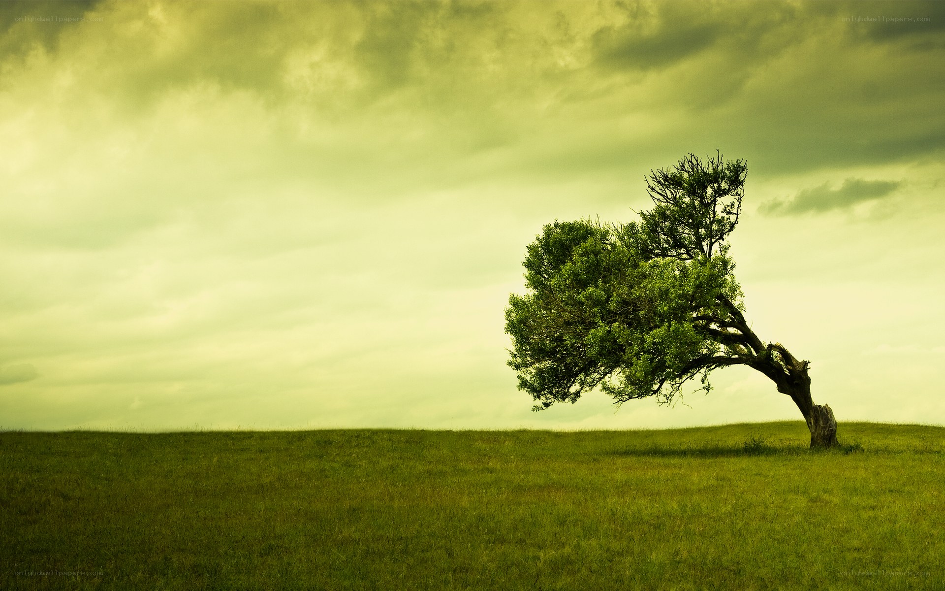 solitary tree on a hill